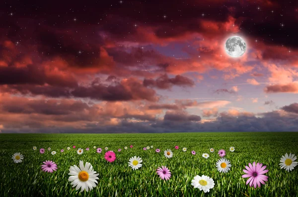 Flower field in the night. — Stock Photo, Image