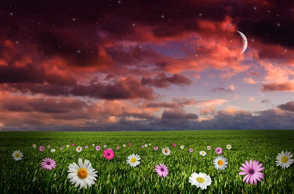 Flower field in the night. — Stock Photo, Image