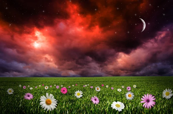 Flower field in the night. — Stock Photo, Image