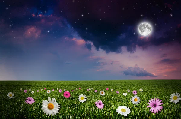 Kwiat pole w nocy. — Zdjęcie stockowe
