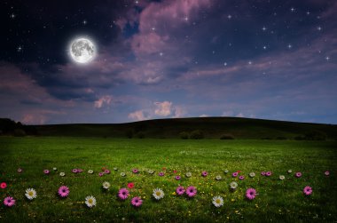 gece çiçek alanı.