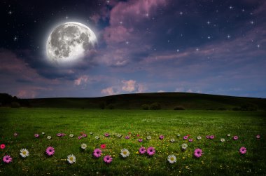 gece çiçek alanı.