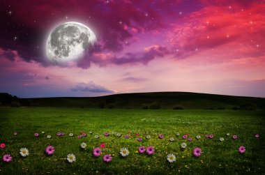 gece çiçek alanı.