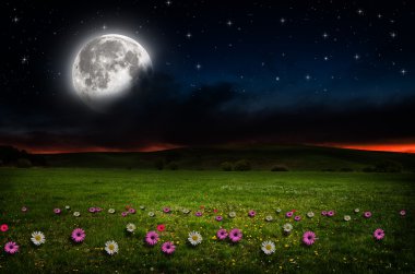 gece çiçek alanı.