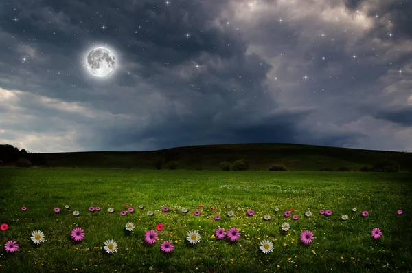 Blomstermark i natten . - Stock-foto