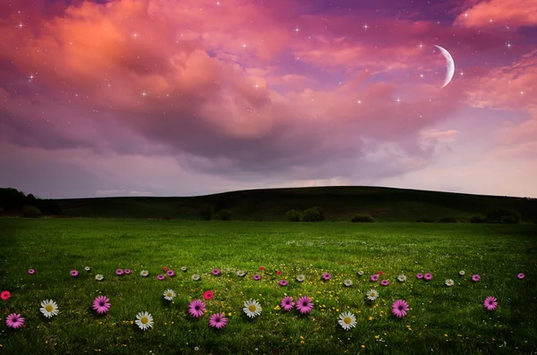 Bloem veld in de nacht. — Stockfoto