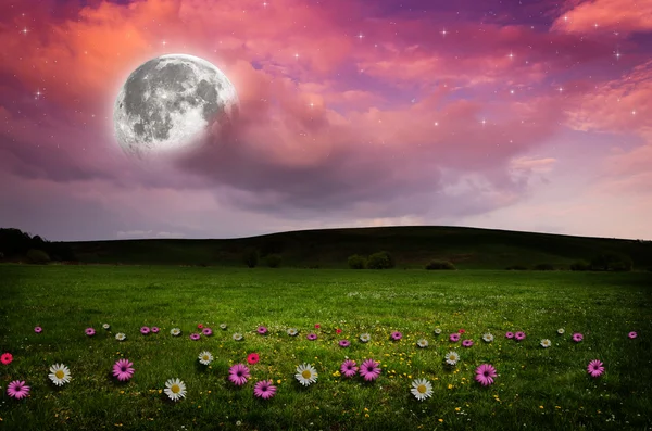 Blomma fält i natten. — Stockfoto