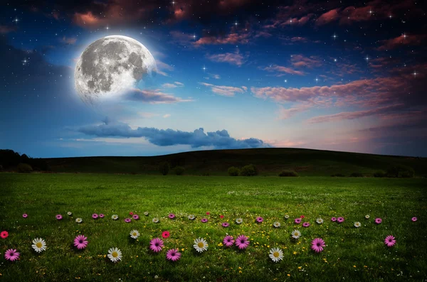 Flower field in the night. — Stock Photo, Image