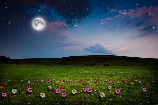 Campo de flores en la noche . —  Fotos de Stock