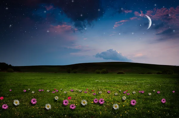 Campo de flores en la noche . — Foto de Stock