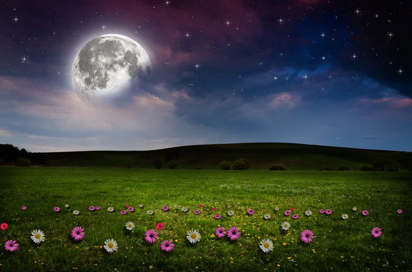 Flower field in the night. — Stock Photo, Image