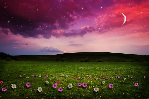 Campo de flores en la noche . —  Fotos de Stock