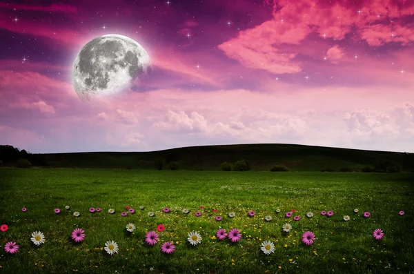 Flower field in the night. — Stock Photo, Image