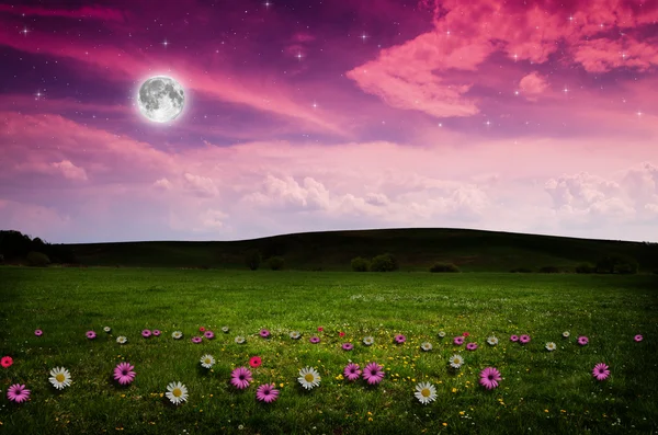 Flower field in the night. — Stock Photo, Image