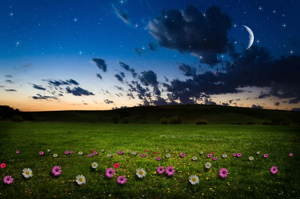 Campo de flores en la noche . —  Fotos de Stock