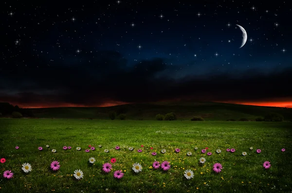 Flower field in the night. — Stock Photo, Image