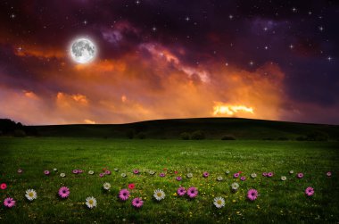 gece çiçek alanı.