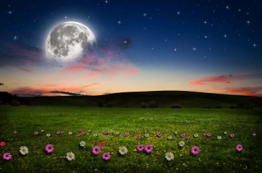 gece çiçek alanı.