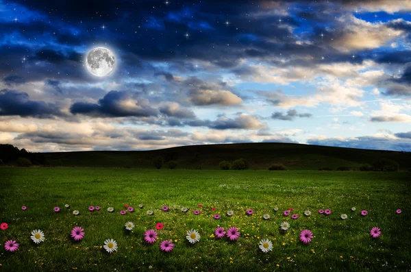 Campo de flores durante a noite . — Fotografia de Stock