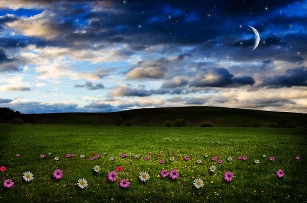 Flower field in the night. — Stock Photo, Image