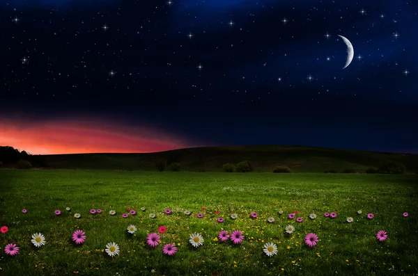 Flower field in the night. — Stock Photo, Image