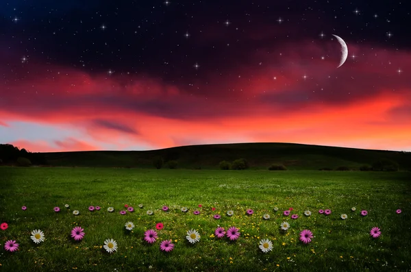 Campo de flores en la noche . —  Fotos de Stock