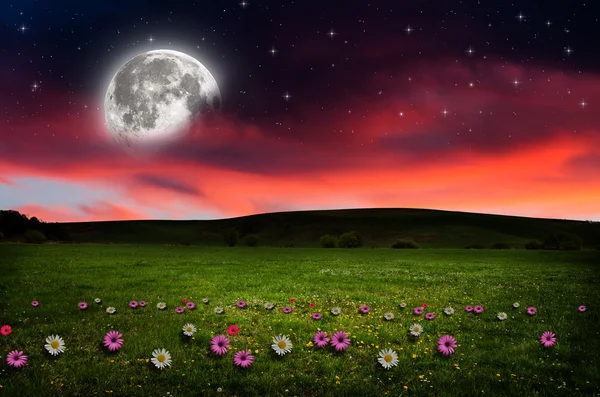 gece çiçek alanı.