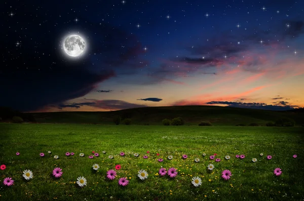 Blomma fält i natten. — Stockfoto