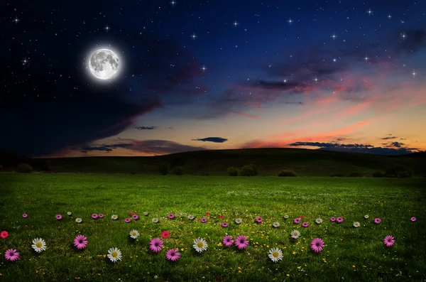 Flower field in the night. — Stock Photo, Image