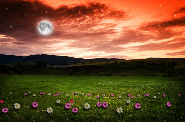 Flower field in the night. — Stock Photo, Image