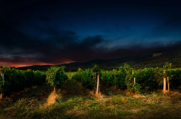 Campo de uva — Foto de Stock