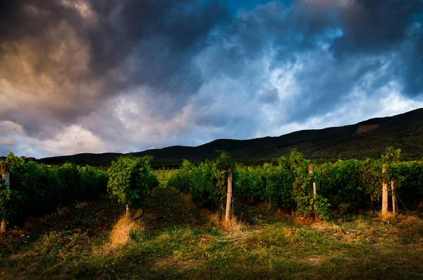 Druif veld — Stockfoto