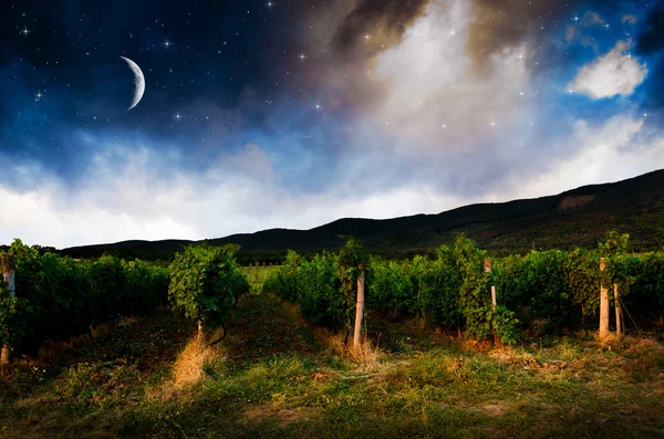 Noční obloha nad hroznů pole, zobrazení — Stock fotografie