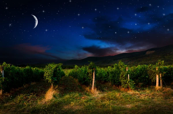 Night sky over grape field, view — Stock Photo, Image