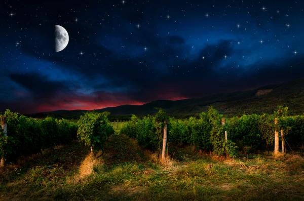 Night sky over grape field, view — Stock Photo, Image