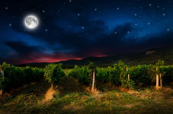 Cielo nocturno sobre campo de uva, vista —  Fotos de Stock