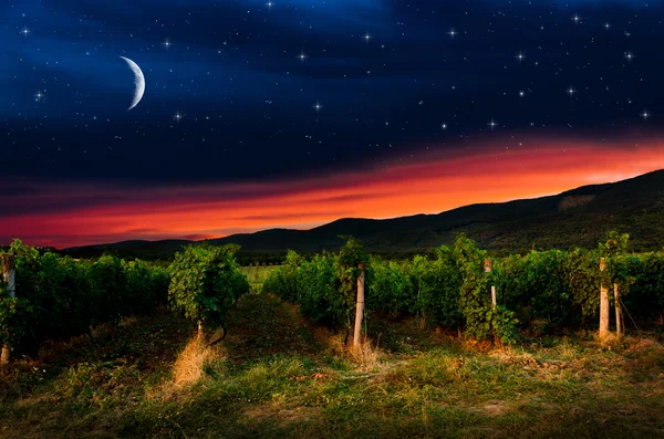Noční obloha nad hroznů pole, zobrazení — Stock fotografie