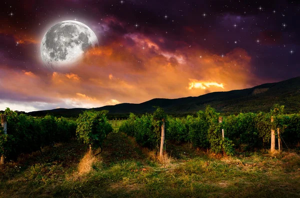 Night sky over grape field, view — Stock Photo, Image