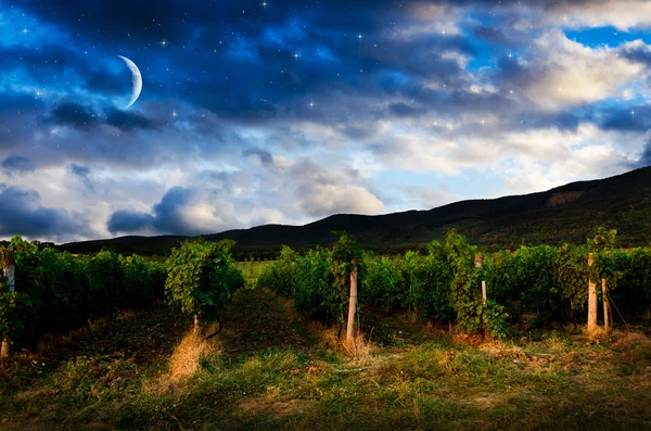 Éjszakai égbolt szőlő mező, Nézd át — Stock Fotó