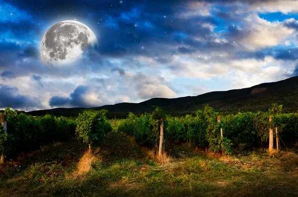 Night sky over grape field, view — Stock Photo, Image