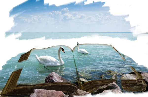 Open book with two swans — Stock Photo, Image