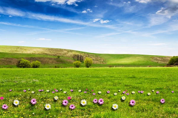 Campo de flores y cielo azul — Foto de Stock