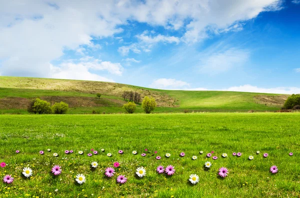 Día soleado en el prado de flores con nubes blancas esponjosas — Foto de Stock