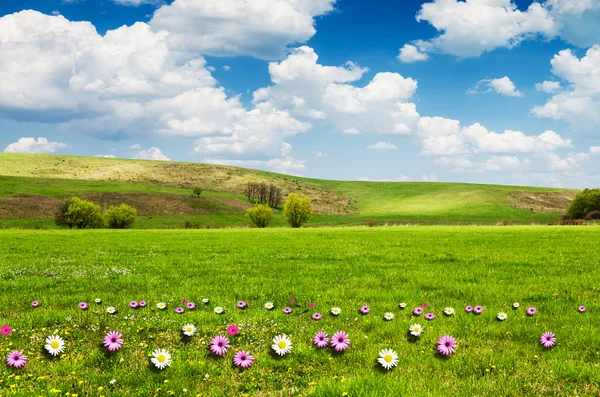 Zonnige dag op bloem weiland met pluizige witte wolken — Stockfoto