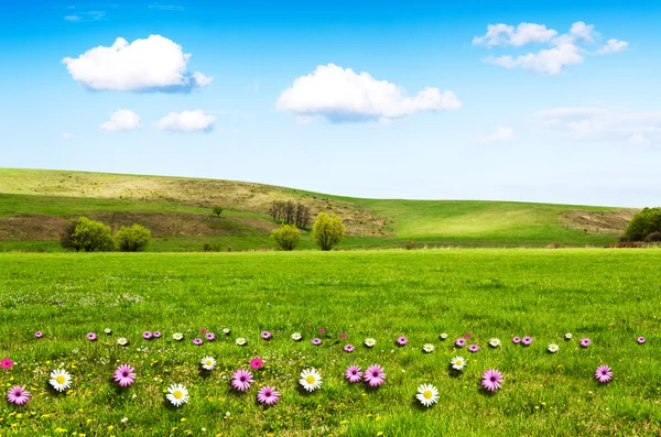 Día soleado en el prado de flores con nubes blancas esponjosas — Foto de Stock