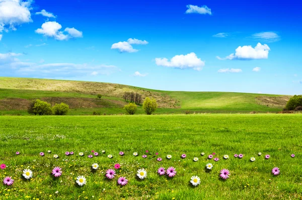 Día soleado en el prado de flores con nubes blancas esponjosas — Foto de Stock