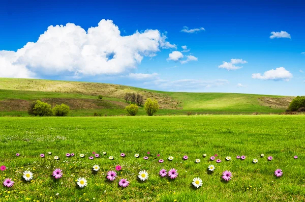 Giorno soleggiato a prato di fiore con nuvole bianche morbide — Foto Stock