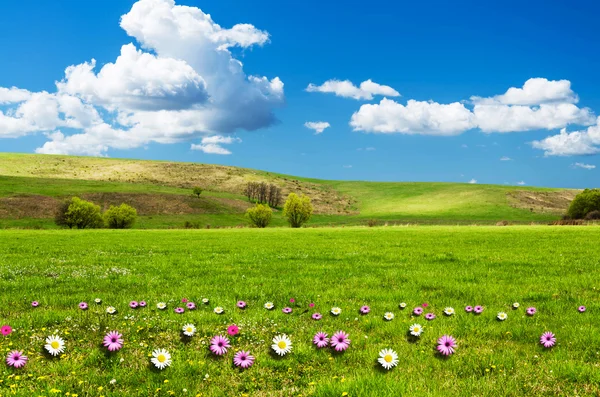 Día soleado en el prado de flores con nubes blancas esponjosas — Foto de Stock