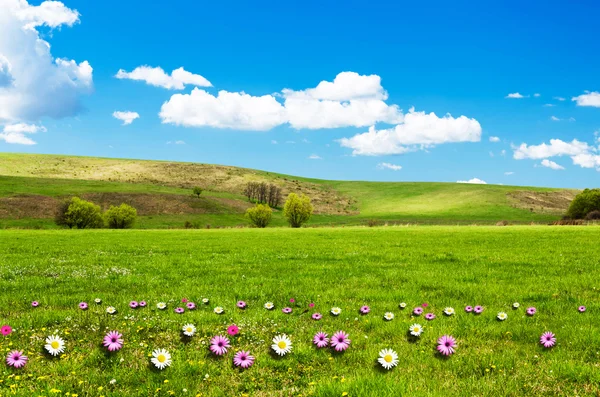 Día soleado en el prado de flores con nubes blancas esponjosas — Foto de Stock