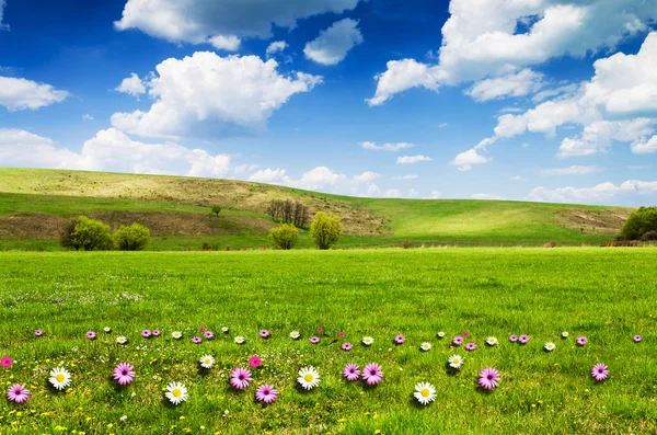 Zonnige dag op bloem weiland met pluizige witte wolken — Stockfoto